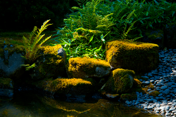 Rocks and Ferns next to Pond, Japanese Garden, Portland